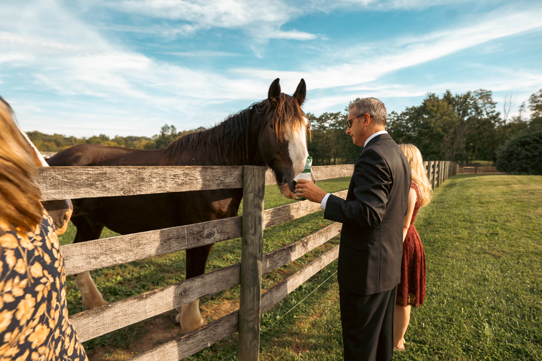 Wedding guest greeting a draft horse at the paddock fence — Sylvanside Farm wedding in Purcellville, Virginia